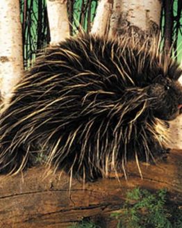 folkmanis_Porcupine_puppet_2378.jpg