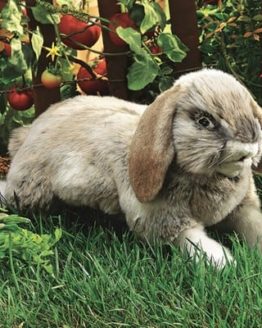 folkmanis_Rabbit_Holland_Lop_puppet_2892.jpg