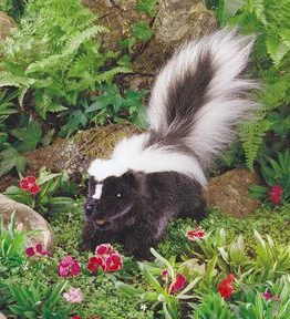 folkmanis_Skunk_issue_puppet_2250.jpg